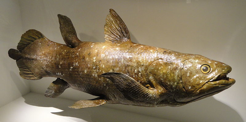 Model van een Coelacanth.