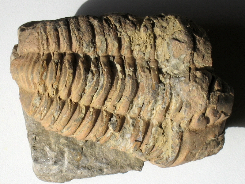 Fossiel van een trilobiet.